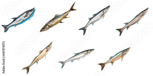 Png Set Raw garfish Belone belone against transparent background photo