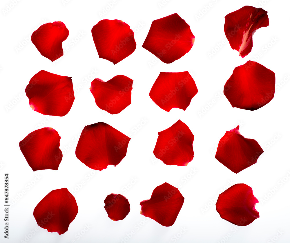 rose petals on white background rose petals on white background
