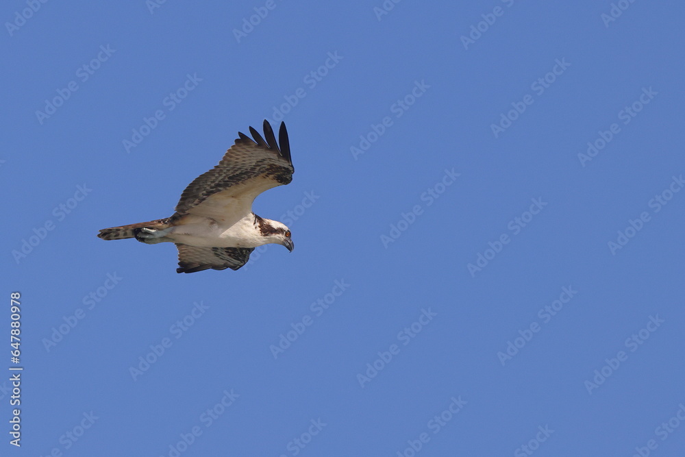 Osprey flying against blue sky. 