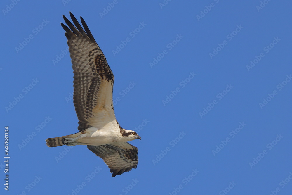 Obraz premium Osprey flying against blue sky.