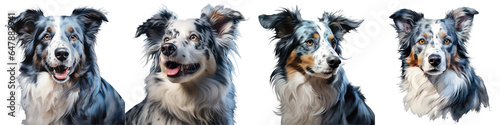 Png Set Beautiful adult female blue merle border collie with a noble and elegant appearance transparent background