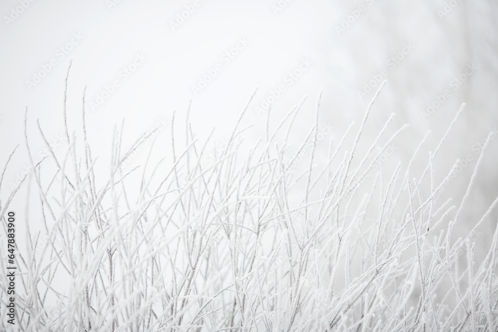Frost on the Branches Frost on the Branches
