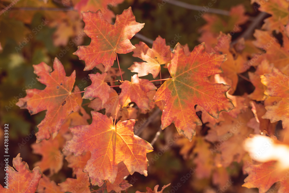 Closeup of yellow and orange maple leaves in Autumn. Closeup of yellow and orange maple leaves in Autumn.