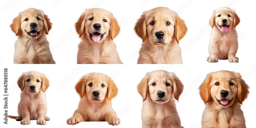 Png Set Golden Retriever puppy isolated on transparent background
