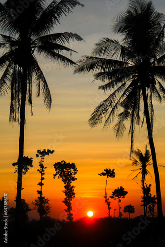 sunset in rice fields, coconut trees lined up against the backdrop of sunset and clear sky, jawa timur indonesia