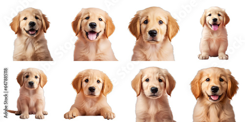 Png Set Golden Retriever puppy isolated on transparent background
