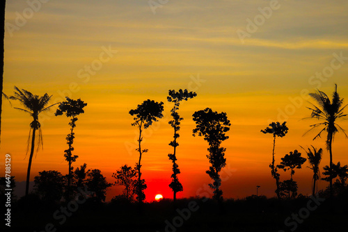 sunset in rice fields, trees lined with sunset background and clear sky, east java indonesia