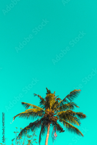 coconut trees against bright blue sky background