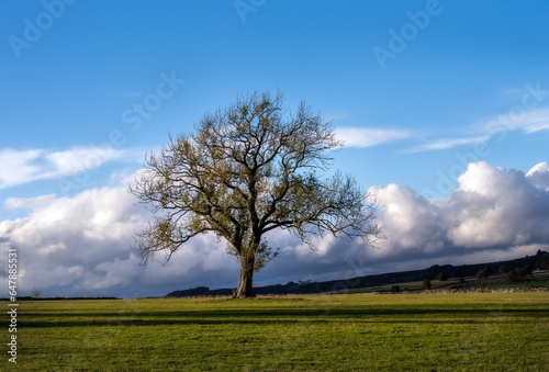 Walking around Stoney Middleton and finding a lone tree, Derbyshire, England
