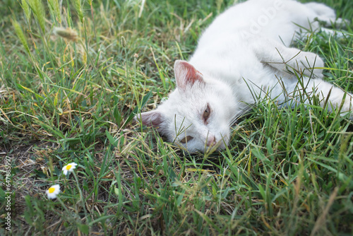 Cat relaxing on the meadow.Summer season.
