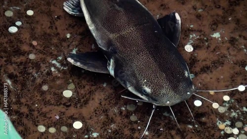 Redtail catfish (Phractocephalus hemioliopterus) swimming in a pond in a tropical house photo