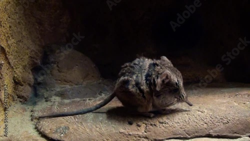 Round-eared elephant shrew (Macroscelides proboscideus) running away in the end
