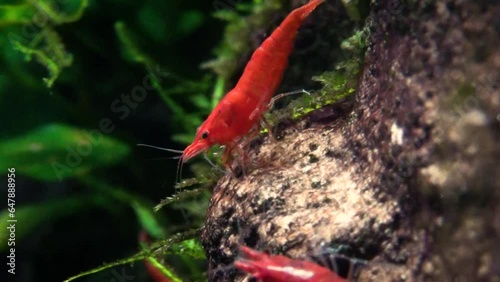 Red cherry shrimps (Neocaridina davidi), close-up