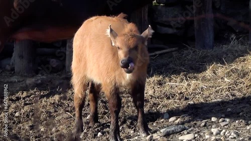 African forest buffalo (Syncerus caffer nanus) calf in captivity photo