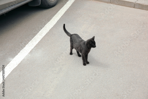 Black cat outdoors. Superstition of bad luck