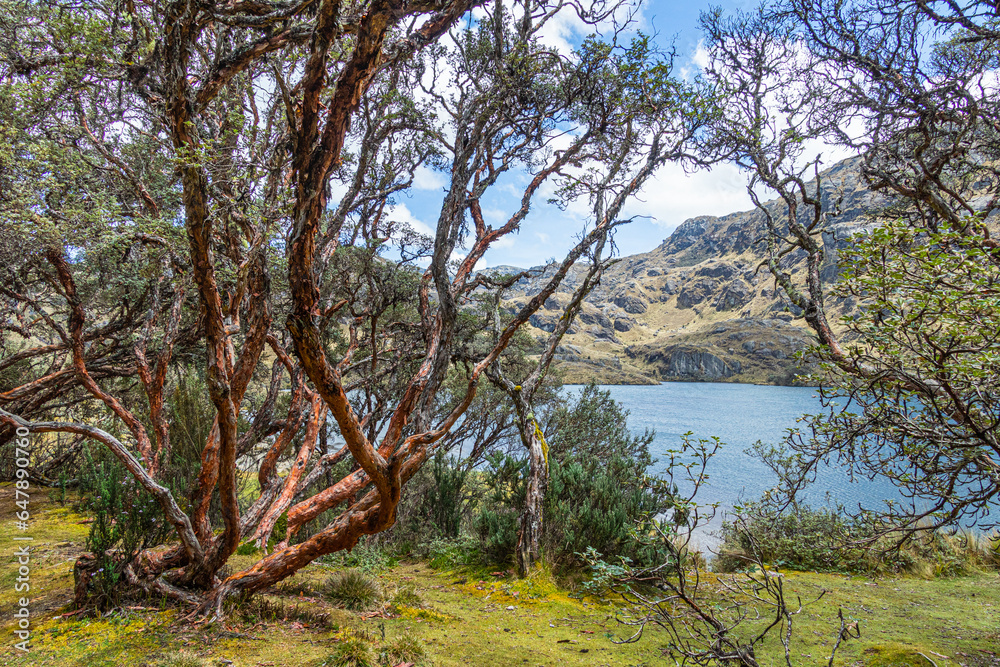 Polylepis tree or Paper tree at the Toreadora lake coast at National Park El Cajas, Andean Highlands, Azuay province, Ecuador.