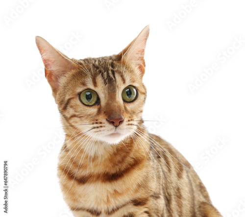 Cute Bengal cat on white background. Adorable pet © New Africa