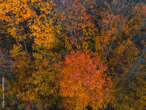 Obraz na płótnie Aerial Autumn Wisconsin Trees w salonie