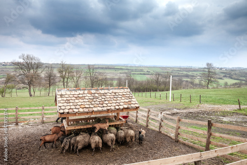 Panorama of Serbian countryside with Crowd of sheep, along with goats, eating at a trough, in crowd, in a field in Barajevo, Kosmaj, known for the cattle production of muttons and other farm animals. photo