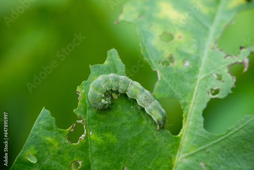closeup of a green caterpillar on vegetable leaf.