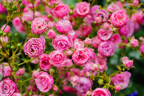 ピンク色に咲く公園のバラ © pianoman555