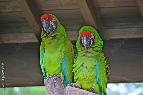 とべ動物園　オウム　愛媛 photo