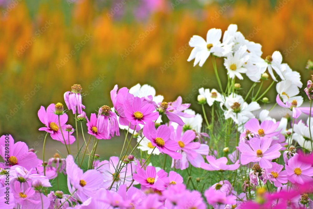 Naklejka premium コスモス 備北丘陵公園 広島