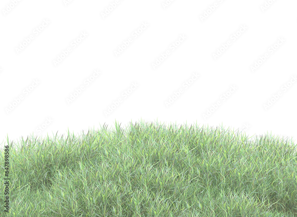 Fototapeta premium grass isolated