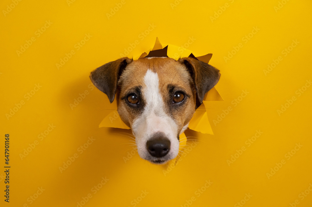 Funny dog jack russell terrier leans out of a hole in a paper orange background. Funny dog jack russell terrier leans out of a hole in a paper orange background.