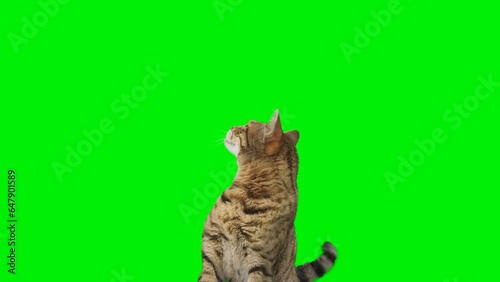 2 clips of Bengal cat sitting down, facing forward, looking around, raising up his paw on green screen isolated with chroma key.
