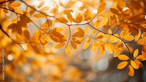 Sunlight filtering through golden tree branches 