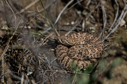 Baby prairie rattlesnake basking at the edge of an Alberta den 
