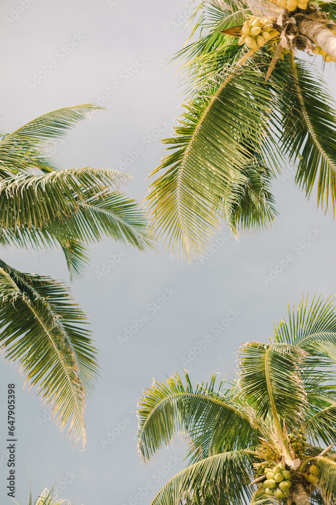 palm tree and blue sky