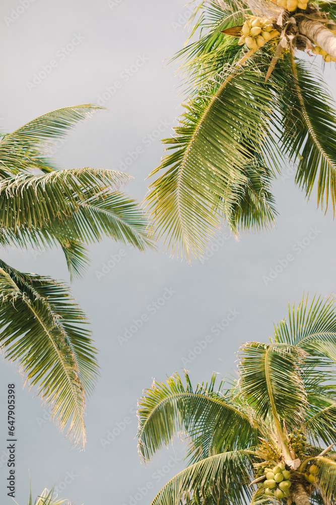 palm tree and blue sky palm tree and blue sky