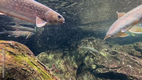 綺麗な淡水魚の映像 photo