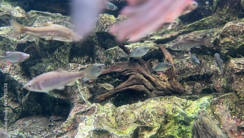 綺麗な淡水魚の映像 photo