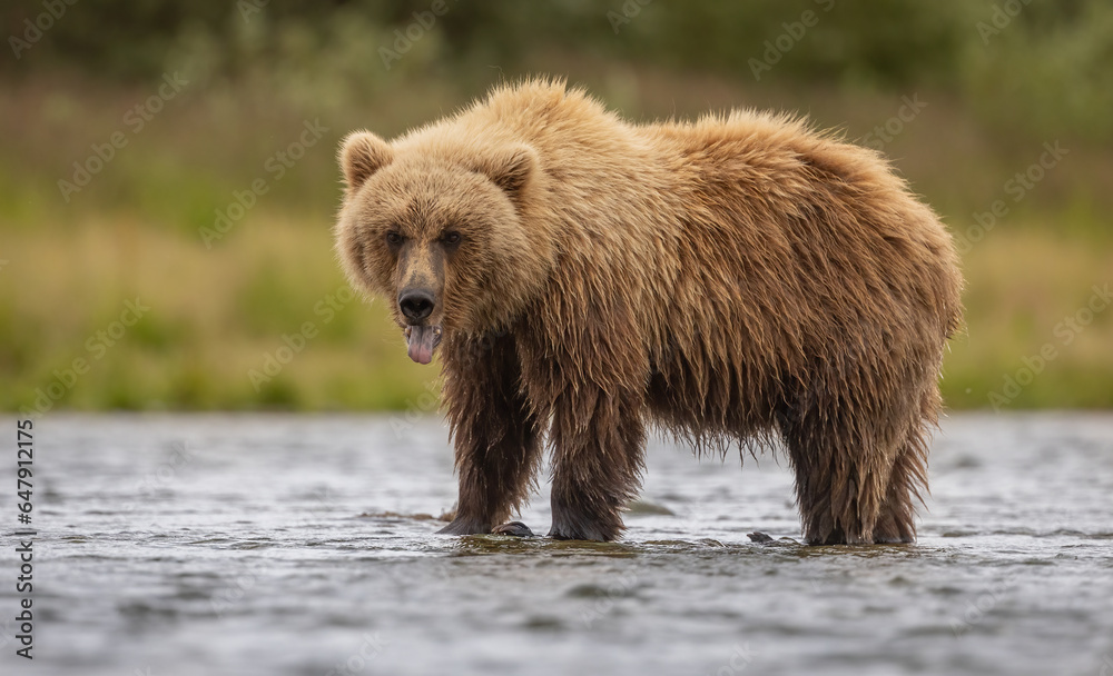 Obraz premium Brown bear in Katmai, Alaska 