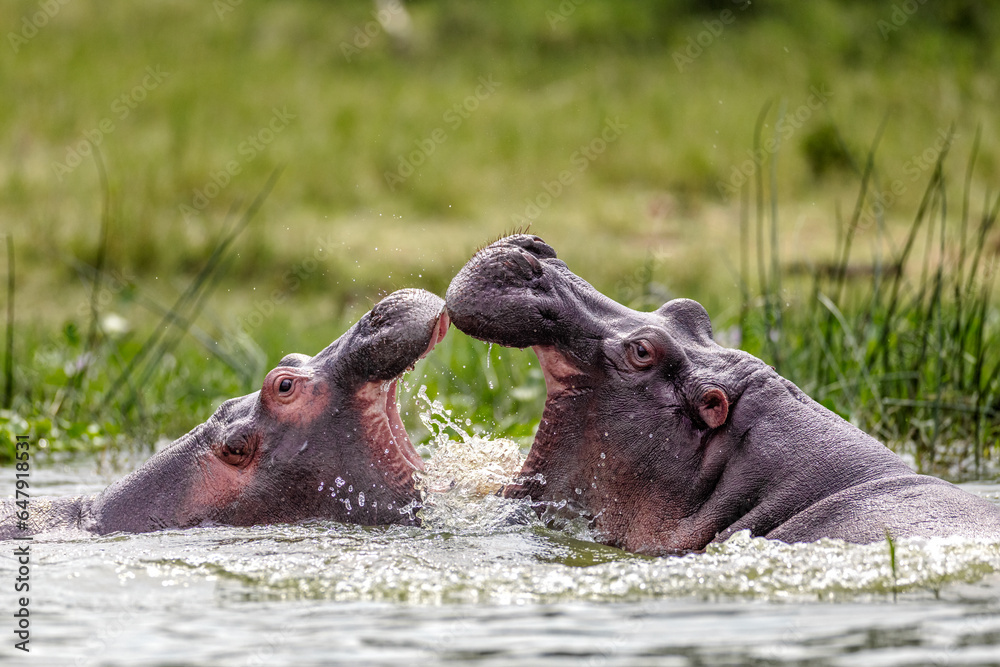 Kazinga Channel Mother Hippo Teaching Baby Hippo to fight in water Kazinga Channel Mother Hippo Teaching Baby Hippo to fight in water