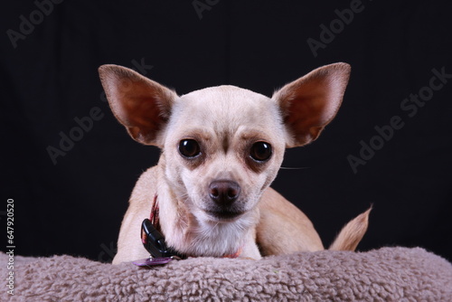 chihuahua dog posing for the camera