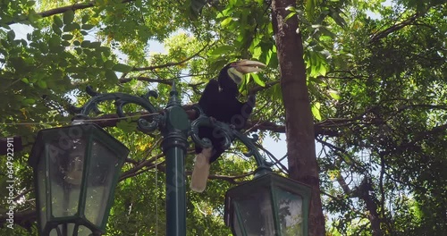 Hornbill is perched on a lamppost in a park photo