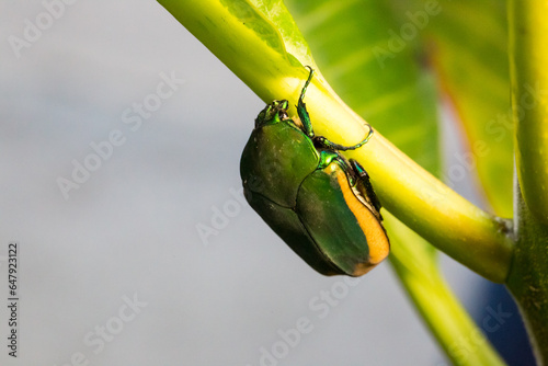 Green beetle (Cetonia aurata) june bug photo