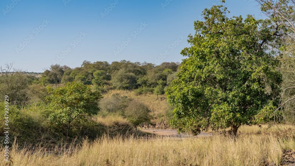 In a forest clearing in the jungle, tall yellowed grass grows. Lush green trees and bushes against a clear blue sky. India. Ranthambore National Park. In a forest clearing in the jungle, tall yellowed grass grows. Lush green trees and bushes against a clear blue sky. India. Ranthambore National Park.