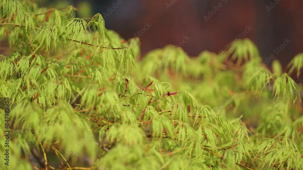 Vibrant new leaves of the maple tree in spring. Close-up parallax shot. Bokeh background. Vibrant new leaves of the maple tree in spring. Close-up parallax shot. Bokeh background.