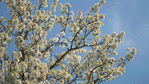 Apple trees blossom in the Brevnov Monastery orchard in Prague. Slow-motion parallax shot. photo