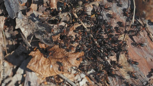 A group of tiny brown ants on the forest floor. A close-up top-down shot. photo