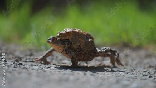 Female and male toads in amplexus during the mating season. A close-up parallax shot. Bokeh background. photo