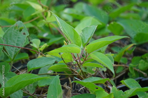 Paederia foetida (Also called skunkvine, stinkvine, gembrot, sembukan, Chinese fever vine) in the garden. This plant has special aroma and Indonesian often use it as steam food photo