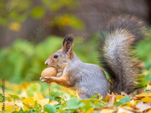 Autumn squirrel with nut sits on green grass with fallen yellow leaves