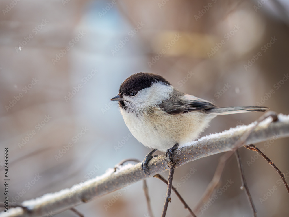 Obraz premium Cute bird the willow tit, song bird sitting on a branch without leaves in the winter.