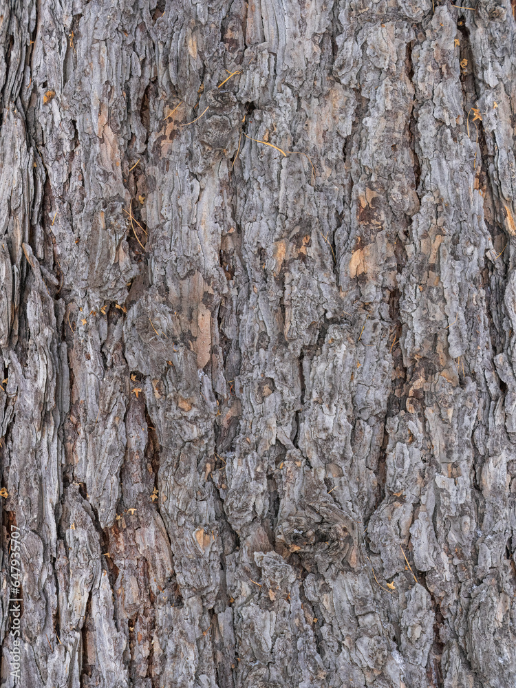 Obraz premium Old wood pine bark texture or background.